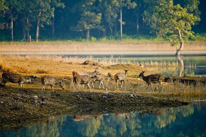 Private Tiger Safari in Panna National Park from Khajuraho photo 3