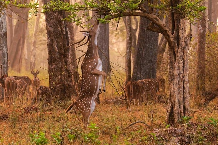 Private Tiger Safari in Panna National Park from Khajuraho photo 4