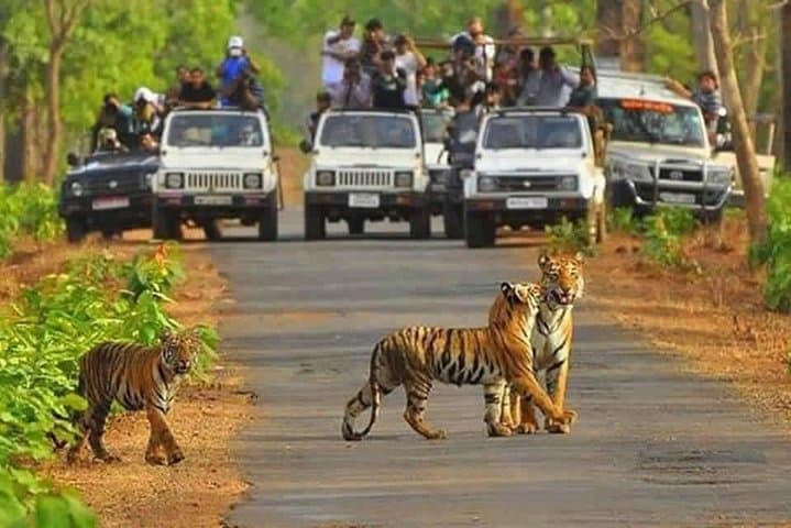 Sariska Tiger Reserve jeep safari from Jaipur: day-trip wildlife experience photo 3