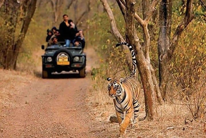 Sariska Tiger Reserve jeep safari from Jaipur: day-trip wildlife experience