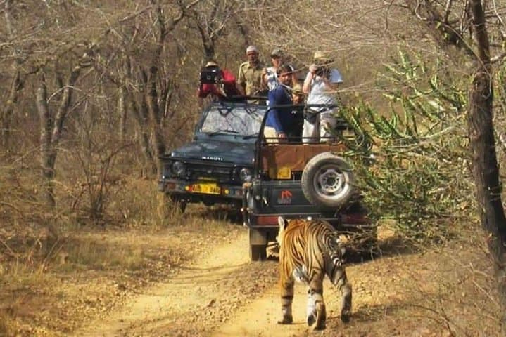 Sariska Tiger Reserve jeep safari from Jaipur: day-trip wildlife experience photo 5