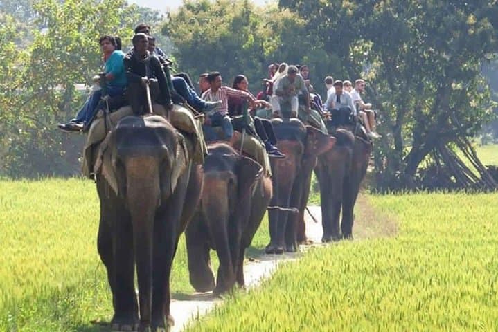 Sariska Tiger Reserve jeep safari from Jaipur: day-trip wildlife experience photo 4