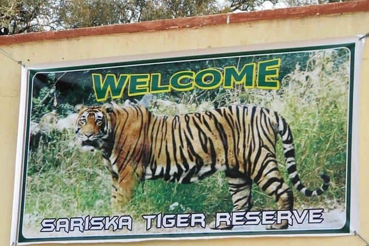 Sariska Tiger Reserve jeep safari from Jaipur: day-trip wildlife experience photo 6