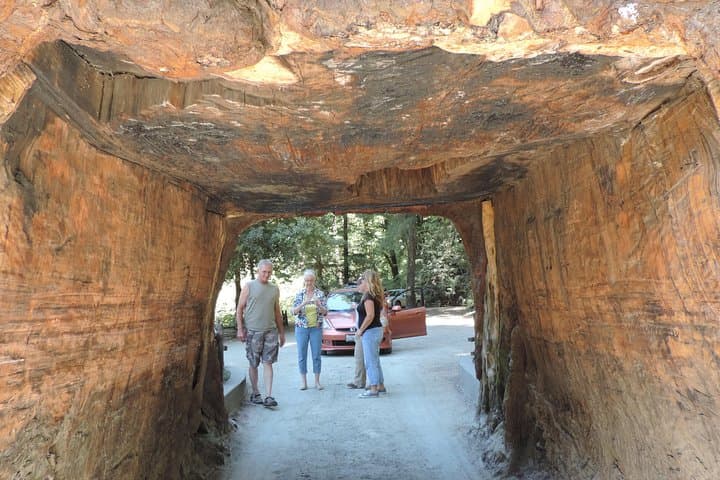 Explore the Majestic Avenue of the Giants: A Redwood Day Trip from San Francisco photo 3