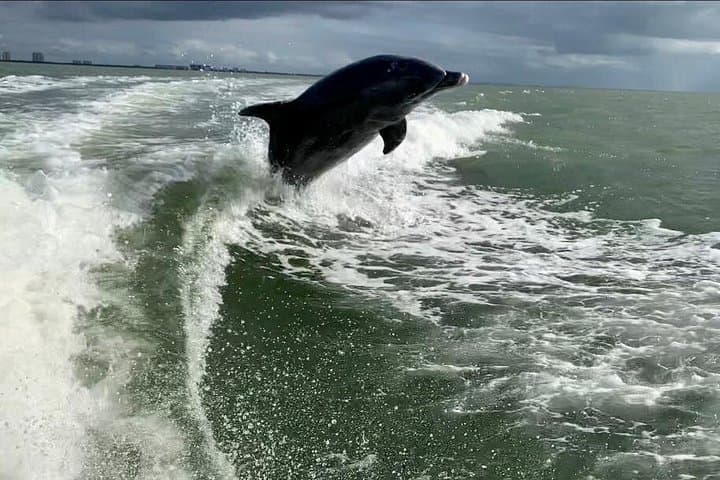 Fort Myers Beach Dolphin Tour: Estero Bay Dolphin, Manatee & Turtle Cruise photo 4