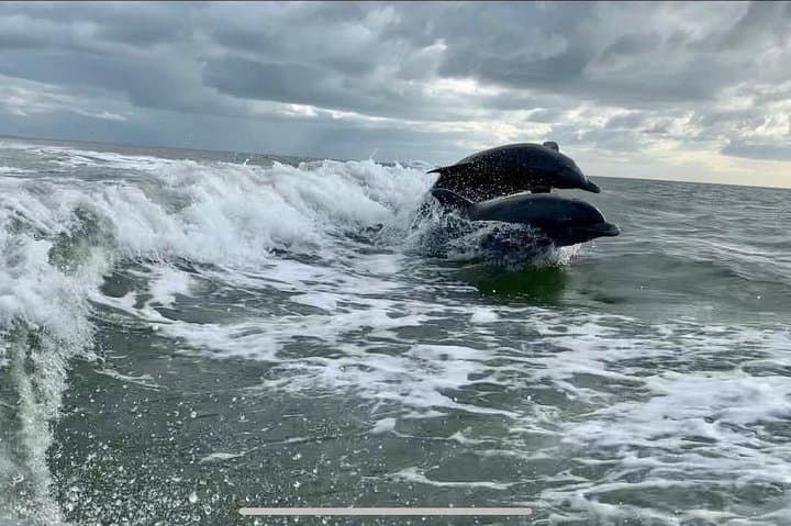 Fort Myers Beach Dolphin Tour: Estero Bay Dolphin, Manatee & Turtle Cruise photo 5
