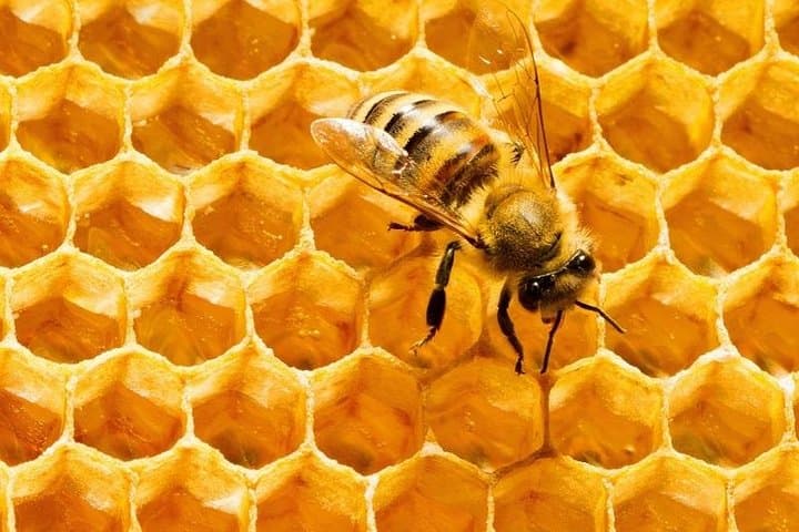 Explore Big Bee Farm Pattaya: Honey Tours, Apitherapy Clinic & Return Transfers