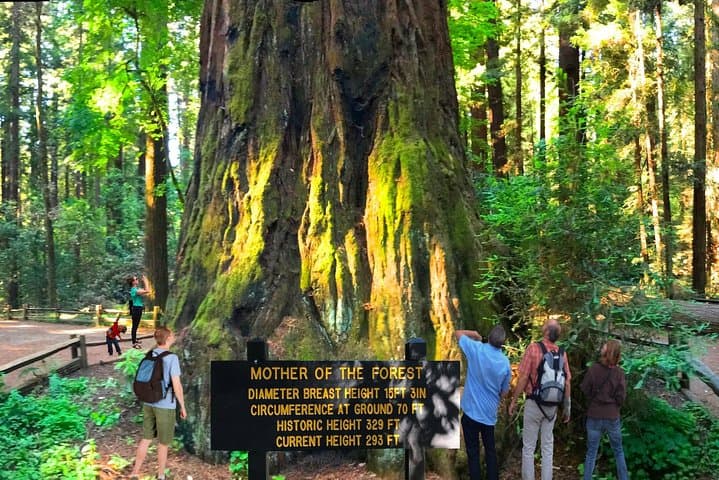 Private Redwoods Tour & Beach Horseback Riding from San Francisco photo 3