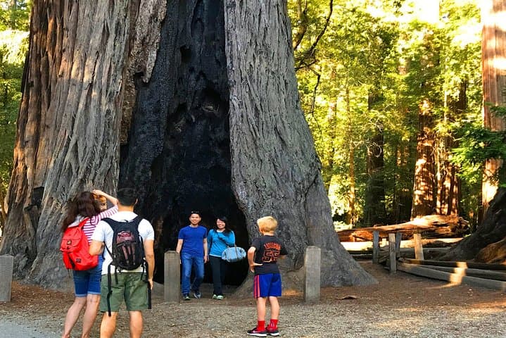 Private Redwoods Tour & Beach Horseback Riding from San Francisco photo 2
