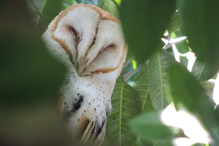 Bird Watching North of Mérida: Misné Balam & Chuburná Half-Day Tour photo 4