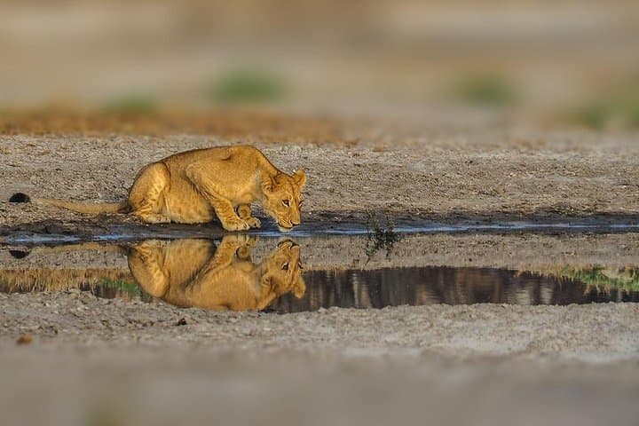 4-Day Serengeti, Olduvai Gorge & Ngorongoro Safari (Mwanza to Arusha) — Game Drives, Culture & Crater Views