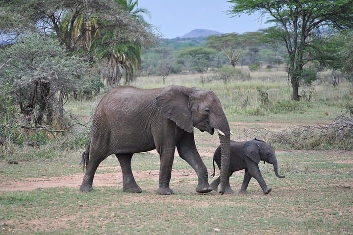 4-Day Serengeti, Olduvai Gorge & Ngorongoro Safari (Mwanza to Arusha) — Game Drives, Culture & Crater Views photo 2