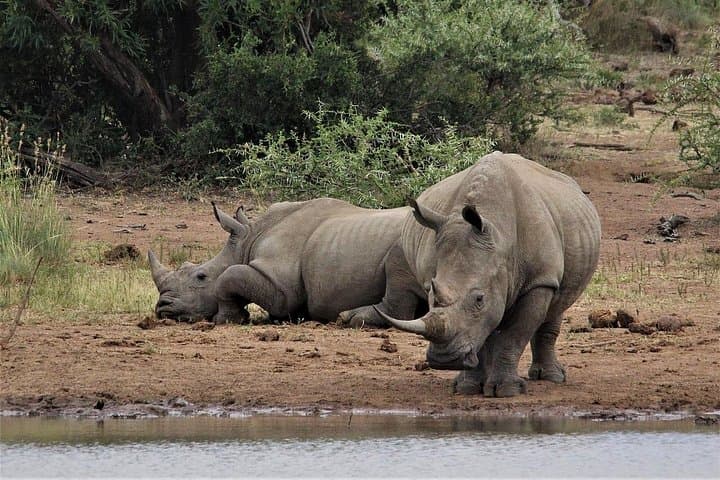 5-Day Nakuru & Masai Mara Safari: Flamingos to the Big Five photo 3