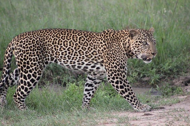 5-Day Nakuru & Masai Mara Safari: Flamingos to the Big Five photo 1