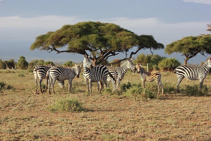 5-Day Nakuru & Masai Mara Safari: Flamingos to the Big Five photo 4