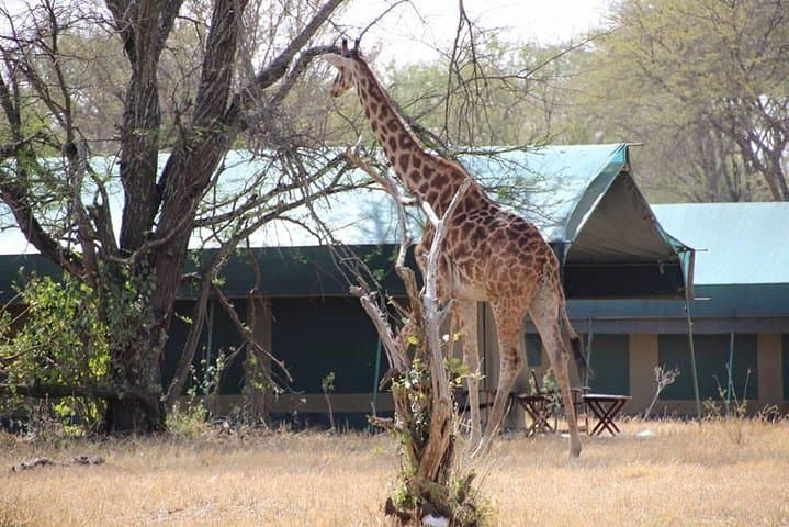 4-Day Serengeti, Olduvai Gorge & Ngorongoro Safari (Mwanza to Arusha) — Game Drives, Culture & Crater Views photo 5
