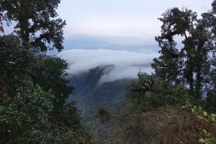 Phulchowki Hiking: Himalayan Panoramas, Birding & Godavari Trails