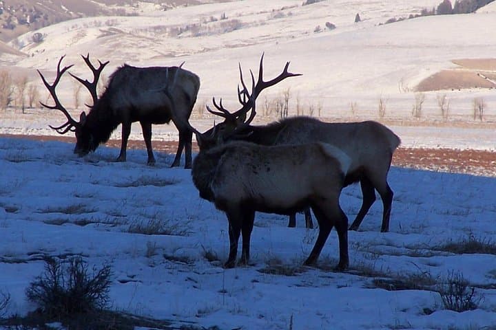 See Mongolia's Last Wild Horses: A Day in Khustai National Park from Ulaanbaatar