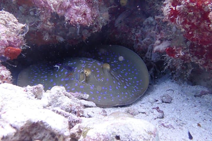 Try Scuba in Semporna: Discover Scuba Diving for Non-Divers photo 3