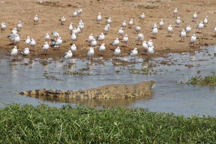 6-Day Queen Elizabeth and Lake Mburo Luxury Safari from Entebbe — Kazinga Channel Cruise & Chimp Trek