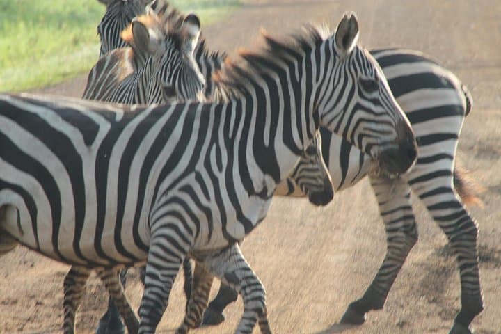 11-Day Uganda Wildlife Adventure Safari — Gorillas, Murchison Falls & Lake Bunyonyi