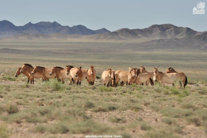 Khustai National Park: 2 Days with Przewalski's Horses and Nomadic Heritage photo 2