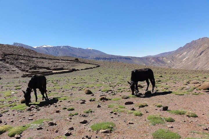 Atlas Trekking: 7-Day M’Goun Circuit from Aït Bouguemez photo 5