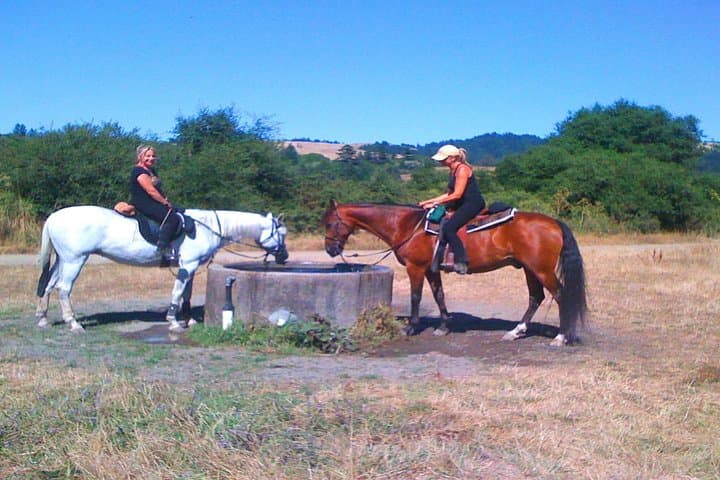 Ride the Redwoods: Private Horseback & Muir Woods Day Trip from San Francisco photo 3