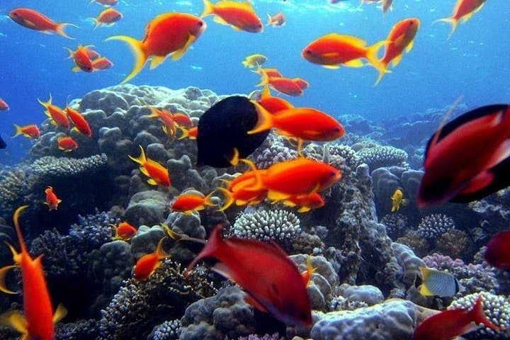 Two-Day Red Sea Snorkel Escape from Hurghada: Reefs, Beaches & Local Flavors photo 3