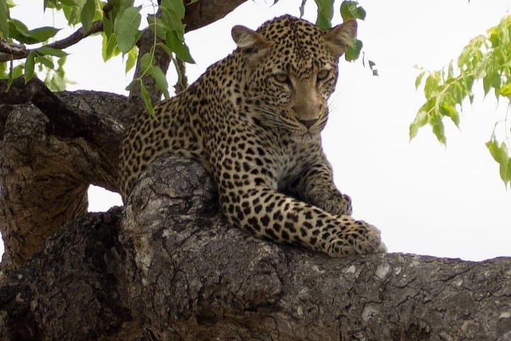5-Day Safari: Mikumi & Ruaha with Isimila Stone Age and Maasai Cultural Visit photo 4