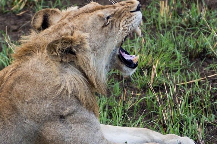 10-Day Southern Highlands Safari: Mikumi, Ruaha & Selous with Boat Trip photo 3