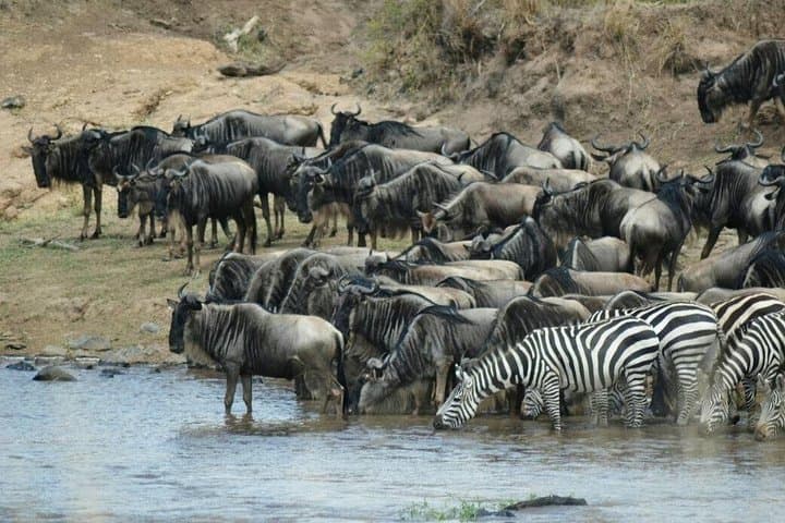5-Day Kenya Safari: Maasai Mara & Lake Nakuru Highlights photo 2