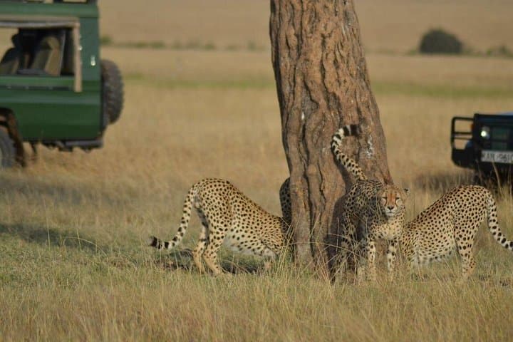 5-Day Kenya Safari: Maasai Mara & Lake Nakuru Highlights
