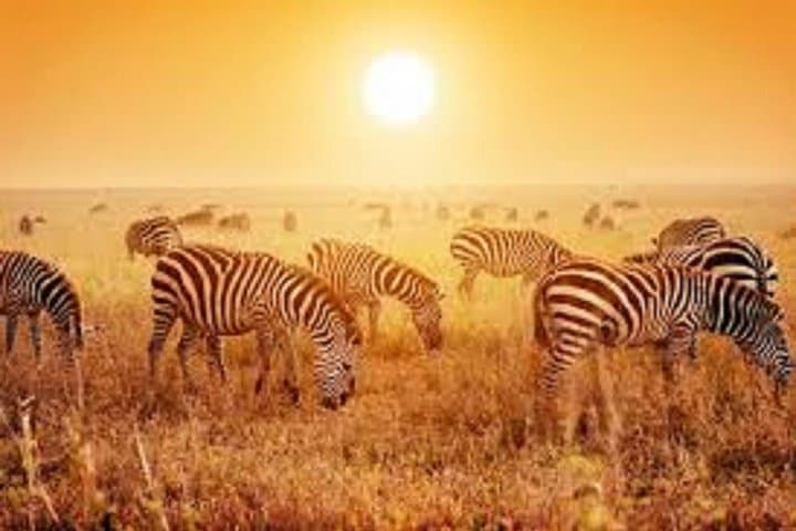 Tanzania to Zanzibar: 8-Day Serengeti Safari and Spice Island Escape