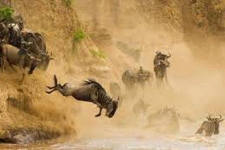 Tanzania to Zanzibar: 8-Day Serengeti Safari and Spice Island Escape photo 2