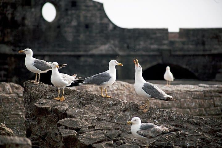Essaouira Day Trip from Marrakech: Private Full-Day Coastal Excursion photo 5