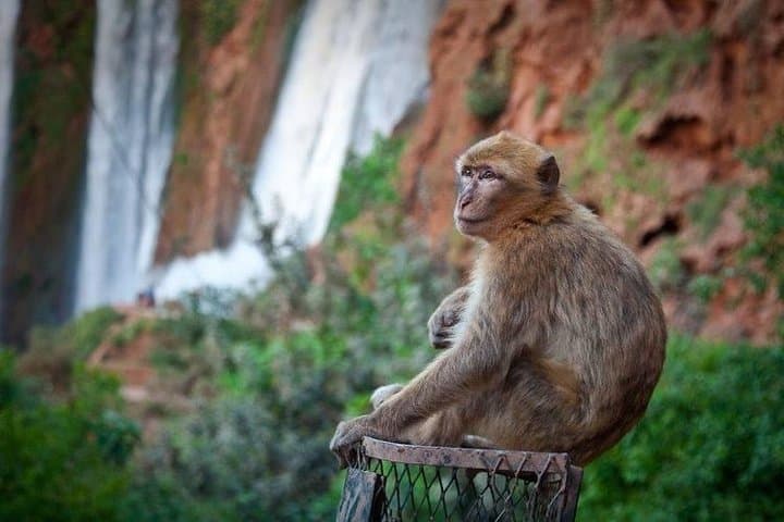 Marrakech to Ouzoud Waterfalls: Private Full-Day Trip to Morocco's Cascading Falls photo 3
