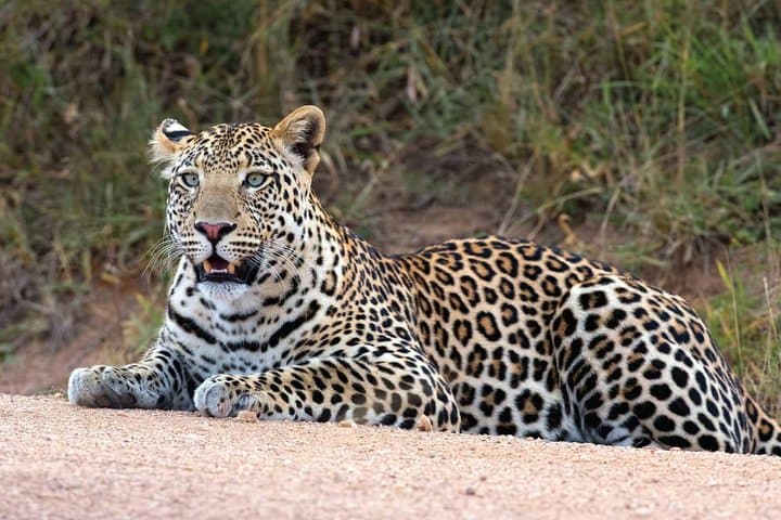 20-Day East African Safari: Kenya, Tanzania & Uganda Wildlife Circuit