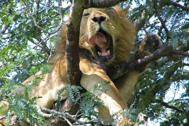 20-Day East African Safari: Kenya, Tanzania & Uganda Wildlife Circuit photo 5