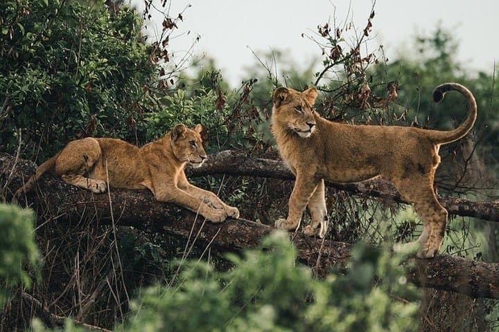 20-Day East African Safari: Kenya, Tanzania & Uganda Wildlife Circuit photo 6