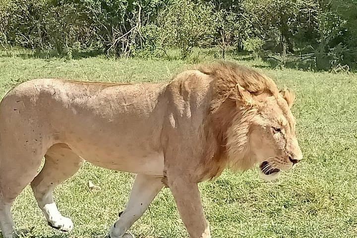 Ultimate Kenyan Wildlife Safari and Conservation Experience photo 3