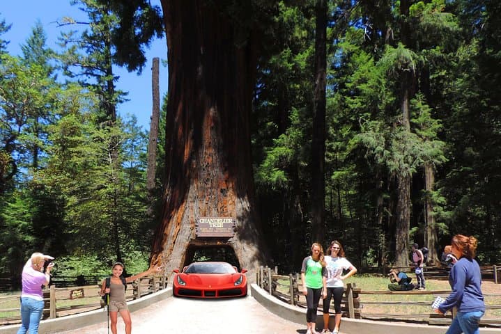 Explore Redwood National Park: A 2-Day Private Adventure from San Francisco photo 6