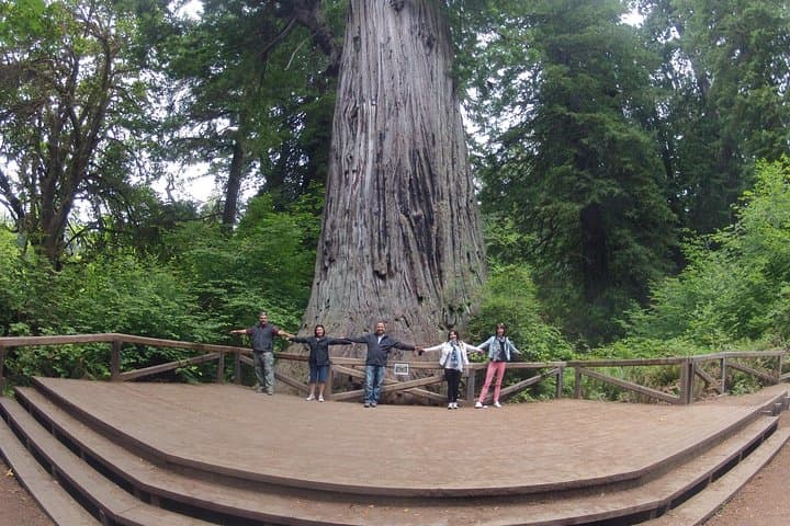3-Day Private Redwood National Park Tour: Hidden Groves, Wildlife & Coastal Views photo 6