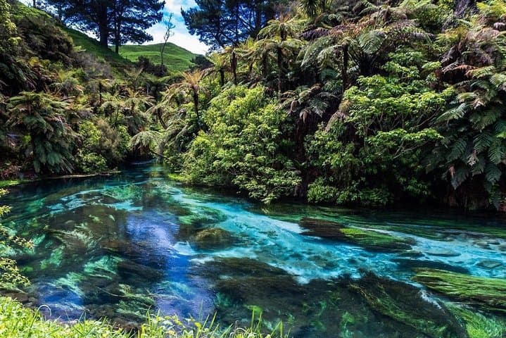 Redwood Forest, Blue Spring & Huka Falls — Day Tour from Auckland