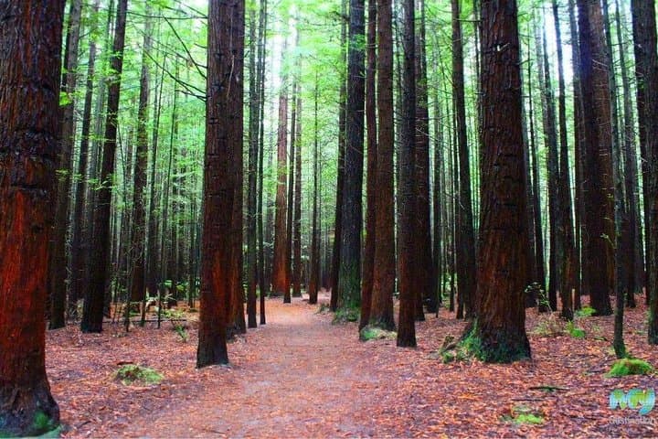 Redwood Forest, Blue Spring & Huka Falls — Day Tour from Auckland photo 3