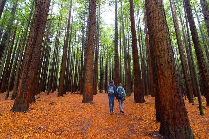 Redwood Forest, Blue Spring & Huka Falls — Day Tour from Auckland photo 4