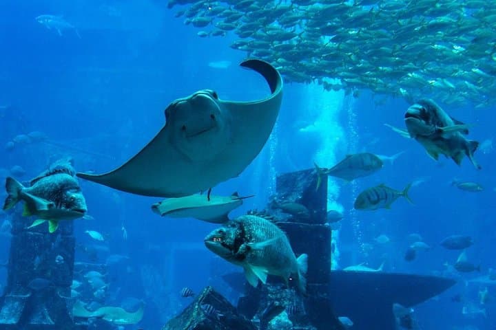 Burj Khalifa Silver + Dubai Aquarium & Underwater Zoo Combo Ticket photo 4