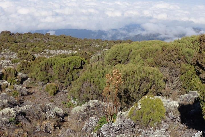 1-Day Kilimanjaro Hike via Machame Route — Round-Trip to Machame Camp