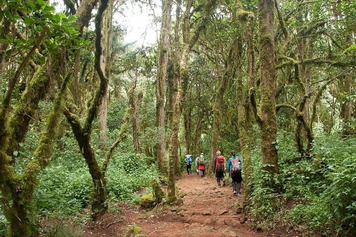 1-Day Kilimanjaro Hike via Machame Route — Round-Trip to Machame Camp photo 5