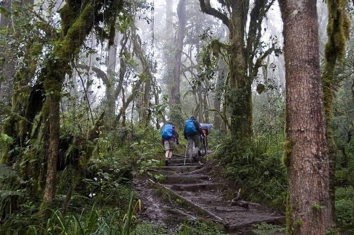 1-Day Kilimanjaro Hike via Machame Route — Round-Trip to Machame Camp photo 6